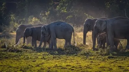 Kaziranga Elephent safari