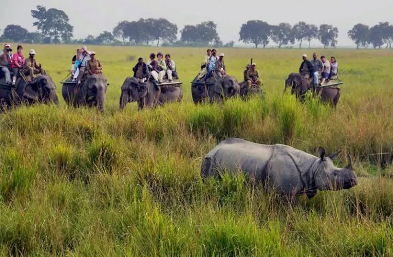 Kaziranga safari