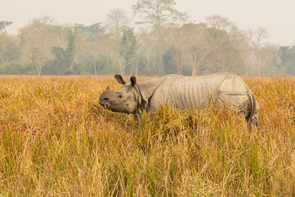 kaziranga safari booking online